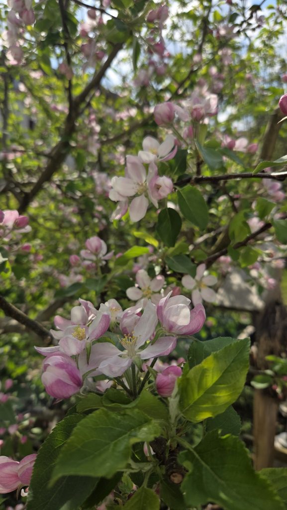 Apfelblüten
